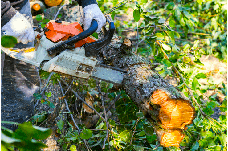 Tree Pro Team