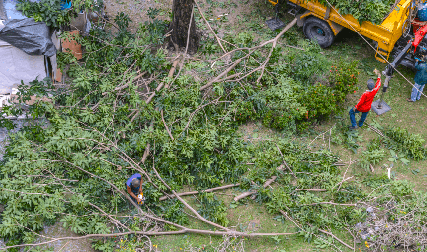 TREE REMOVAL